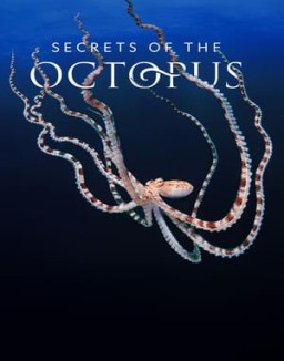 Secrets of the Octopus T1